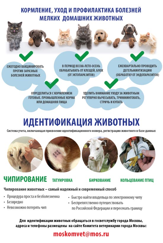 Кормление, уход и профилактика болезней мелких домашних животных